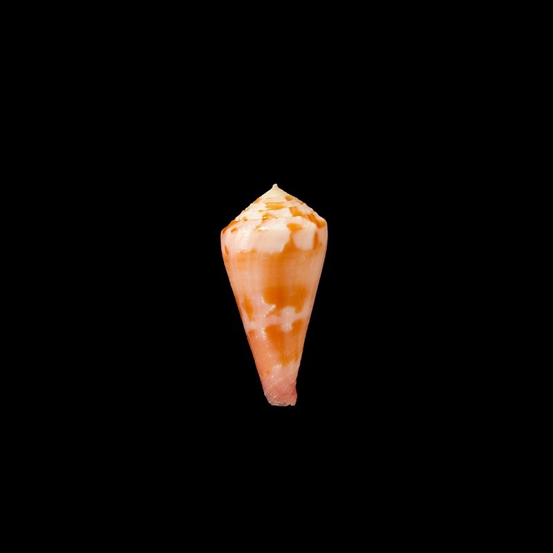 pertusus 1