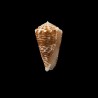 sulcocastanea 1