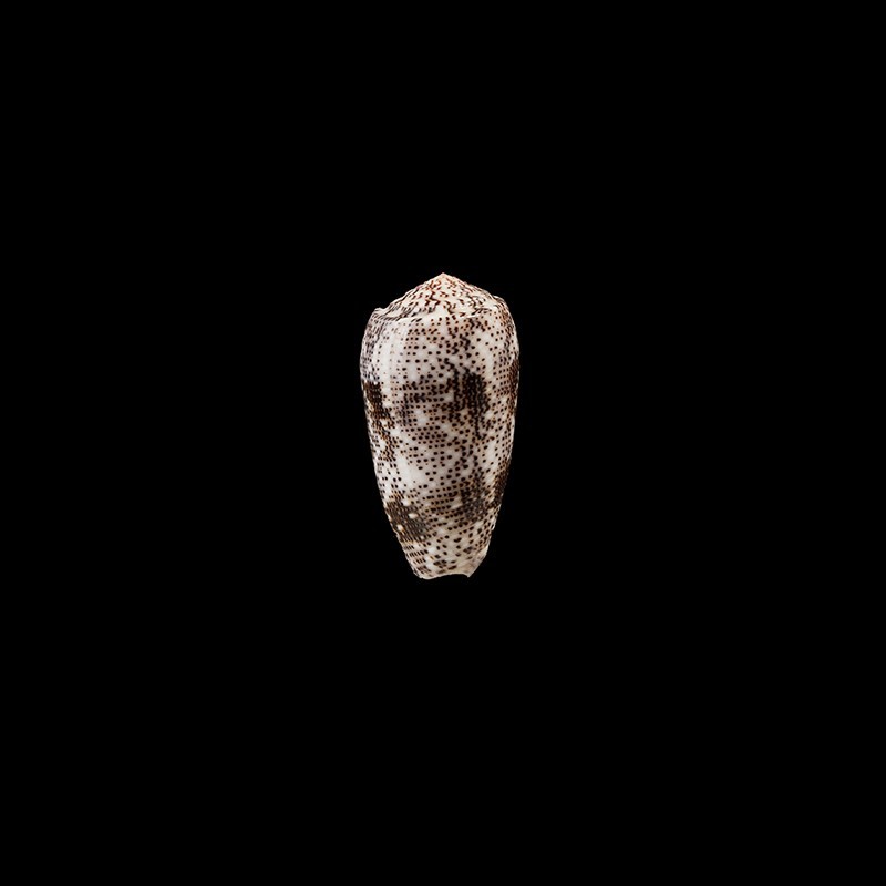 stercusmuscarum 1