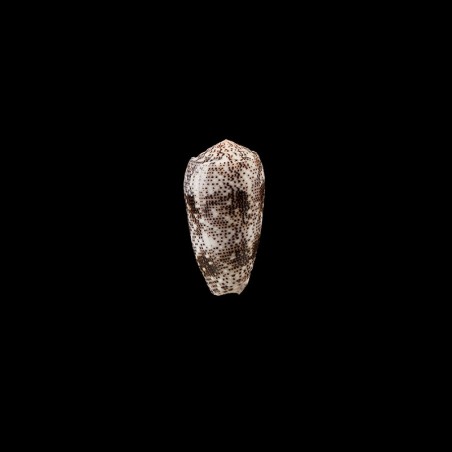 stercusmuscarum 1