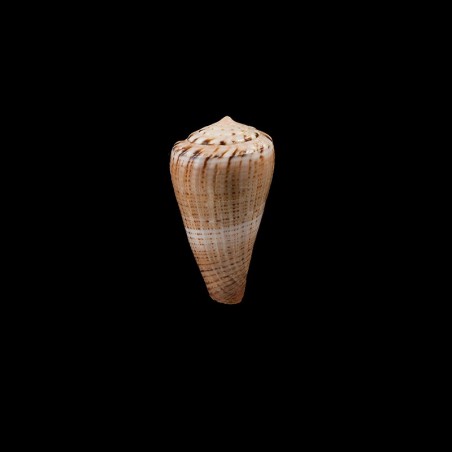 Biliosus 1