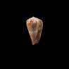 Biliosus 1