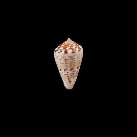 vittatus 1