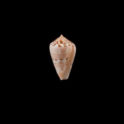 vittatus 1