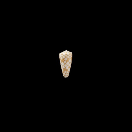 Cordigera 1