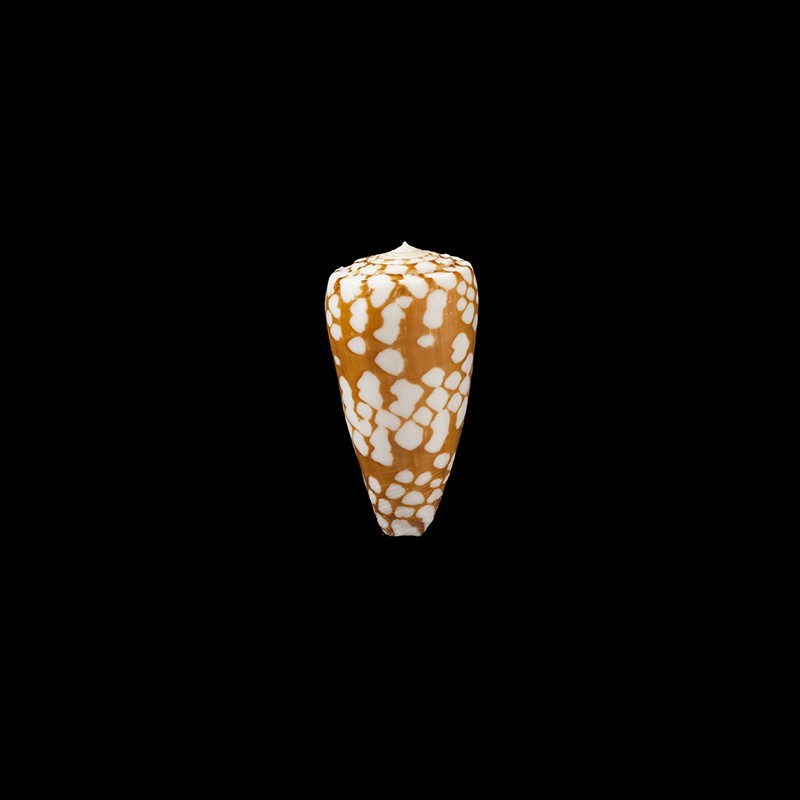 cordigera 2