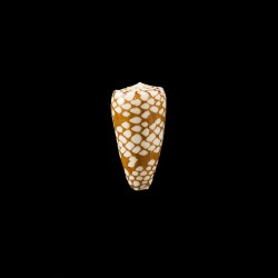 Cordigera 3
