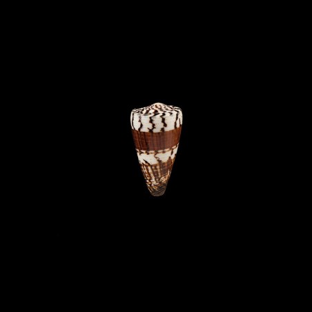 planorbis vitulinus 1