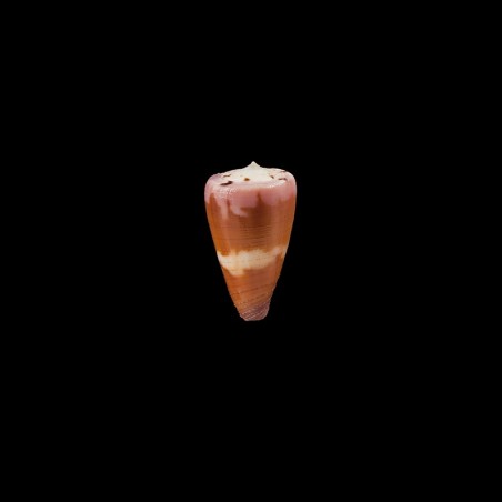 Circumactus 1