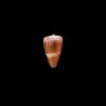 Circumactus 1