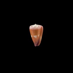Circumactus 1