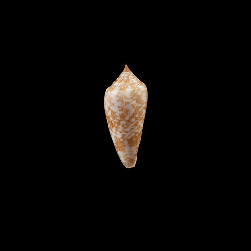 lienardi 2