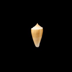 sulcatus 1