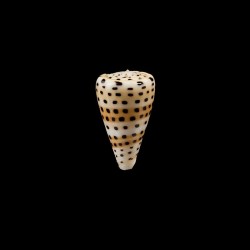 Eburneus 1