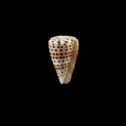 Eburneus 1