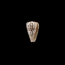 eburneus 2