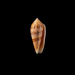dusaveli 2