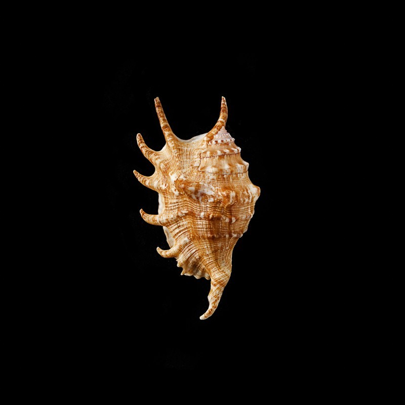lambis vertriesti 3