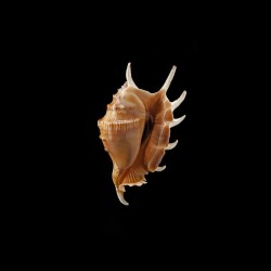 lambis vertriesti 3