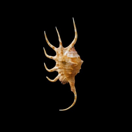crocata 5
