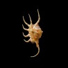 crocata 5