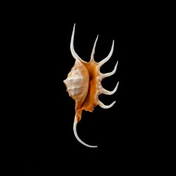 crocata 5