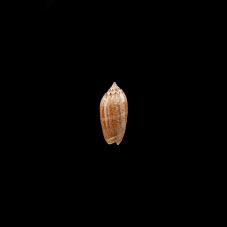 venulata cumingii 1