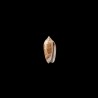 venulata cumingii 1