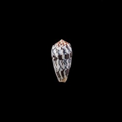striatus juliaallaryae 11