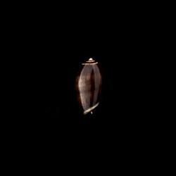 tigrina glandiformis 2
