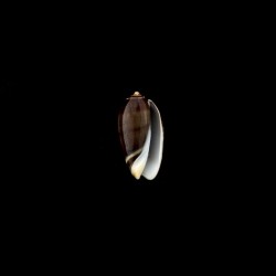 tigrina glandiformis 2