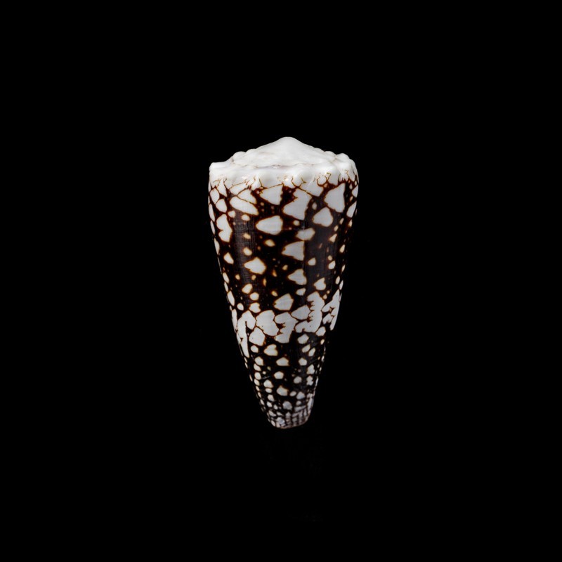 cuyoensis 1