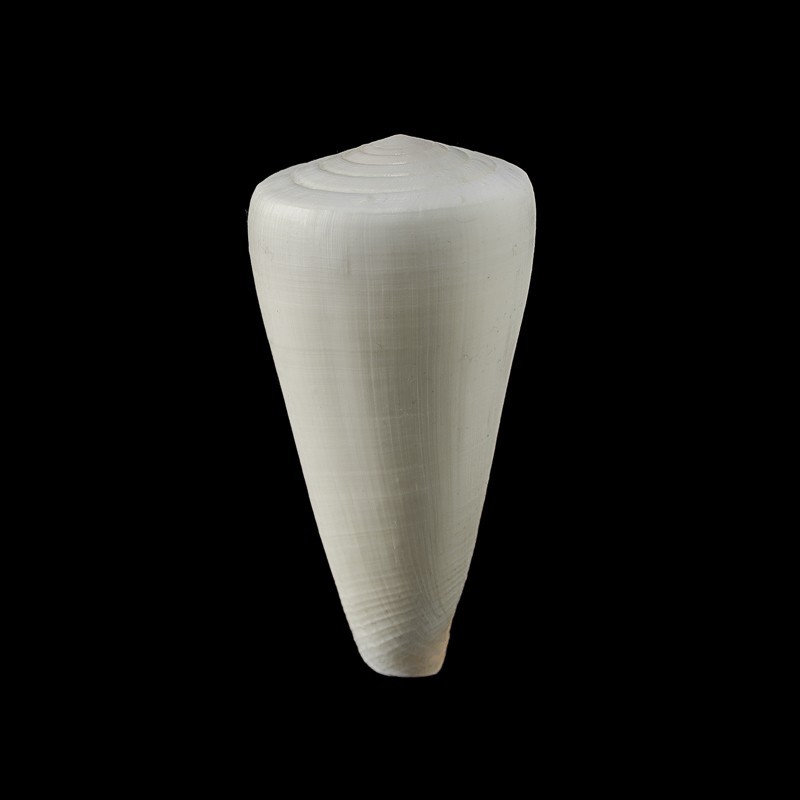 coelinae 1