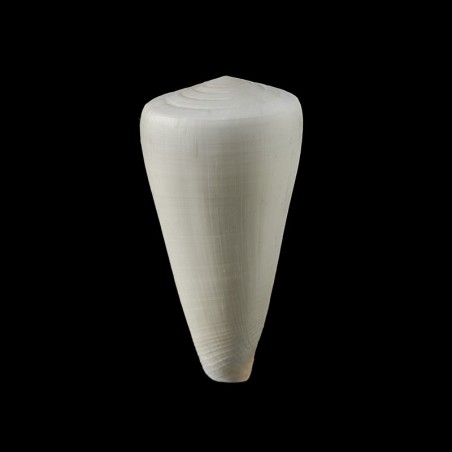 coelinae 1