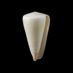 coelinae 1