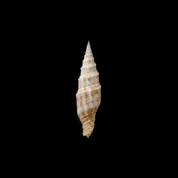 gloriae 1