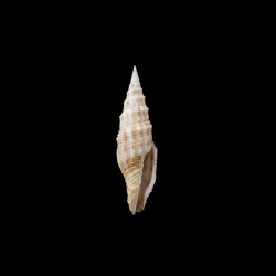 gloriae 1