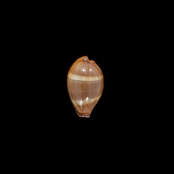 adusta persica 1