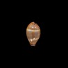 adusta persica 1