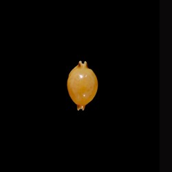 globulus 1