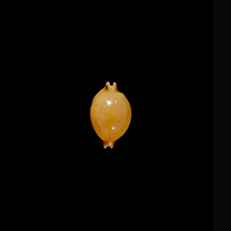 globulus 1