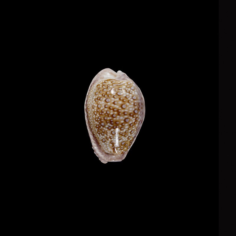 marginalis  melocellata 1