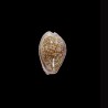 marginalis  melocellata 1