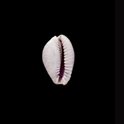 marginalis  melocellata 1