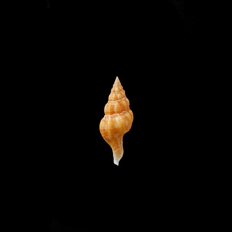 sarinae 1