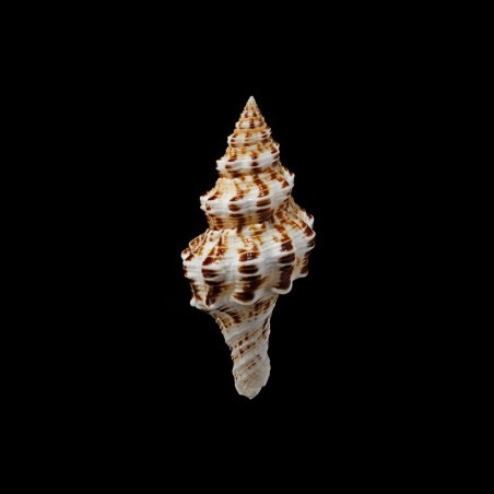 polygonus 1
