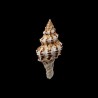 polygonus 1
