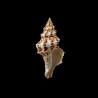 polygonus 1