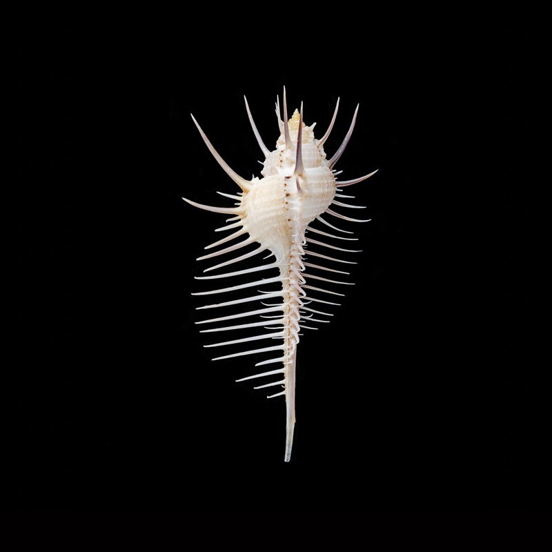 pecten 1