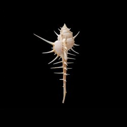 tenuirostrum 1